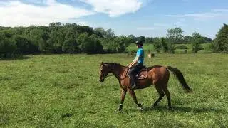 Biddesden Poormina hacking August 2020