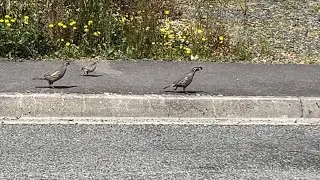 Ma and Pa Quail teach Junior the Hazards of the Highway 