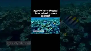 These fish are more common in the Mediterranean Sea and eastern Atlantic Ocean