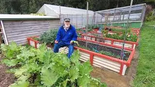 Why Are Rhubarb Leaves Poisionous?