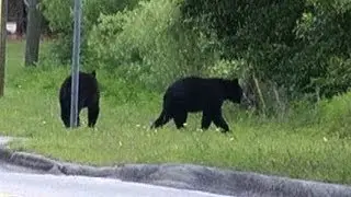 Bear attack in Florida leaves woman with 30 staples in head