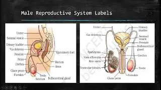 Life Sciences: Human Reproduction Grade 12