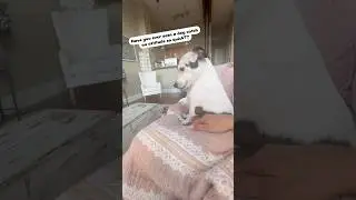 Small dog - BIG attitude! #dogs #funny #dogshorts