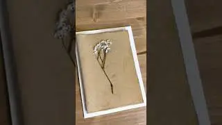 Baby's Breath Pressed Flower Card Set