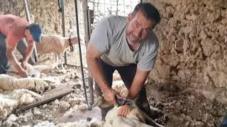 Esquilamos las ovejas