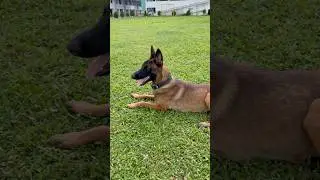 Keshari is chilling port morning workout in garden #shorts  #dogobedience #dog #pets #dogtraining