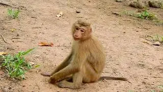 Pretty love orphan monkey Rose play fun | Poor Rose monkey was healthy and big