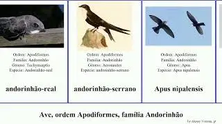 Ave, ordem Apodiformes, fam&iacute;lia Andorinh&atilde;o aerodramus collocalia birds affinis sylvatica esculenta