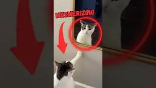 Top 4 Funniest Animal Mirror Reactions 😂 Mesmerizingly Cute Moment! #dog #cat #funnyanimals #shorts