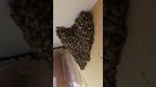 live bee removal @beeboyzinc.7941 #beeswarm #savethebees #beerelocation #livebeeremoval #beekeeper