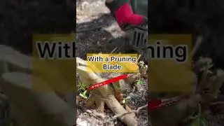 Stump removal HACK💪🏼pruning blade & reciprocating saw #diy #gardening #backyard