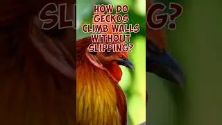 How do geckos climb walls without slipping?