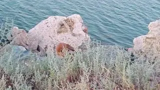 Fox 🦊 hides in a stone shelter / Лисичка 🦊 прячется в каменное укрытие + #foxnews #1fox #foxes #fox