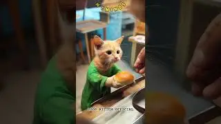 From Stray to Success!