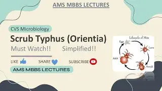 Scrub Typhus |Orientia |CVS | Microbiology |AMS MBBS