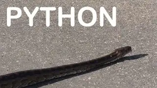 Jaw-dropping encounter with Southern African Python crossing the road in Kruger National Park