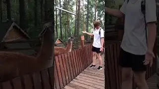 Don't Annoy an Alpaca || ViralHog