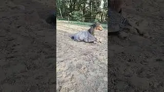 wilde dag met echtra wind
