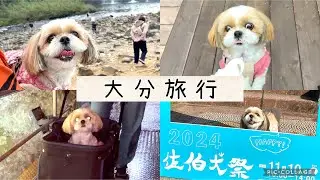 【シーズー】愛犬と一緒に大分旅行に行ってきました🐶#シーズー #大分旅行