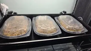 Wild Birds and Indoor Seed Sowing