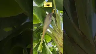 How Plantains Grow: (Day 1)-Follow the Daily Progression #shorts #plantains #backyardgardening