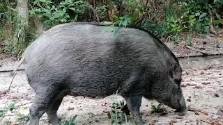 THE HUGE AND GIGANTIC WILD BOAR #hiking #wildlife #mountains #forest #animals #wild #wildboar
