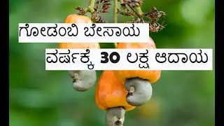 ಗೇರು ಕೃಷಿಯ ಬಗ್ಗೆ ಸಂಪೂರ್ಣ ಮಾಹಿತಿ ಇಲ್ಲಿದೆ | Easiest Way to Grow Cashew Nut