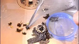Small wasp nest elimination and dissection, no chemicals