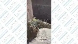 Una cabra llama la atenci&oacute;n en medio de las murallas de Dalt Vila
