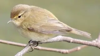 Zilpzalp - Common Chiffchaff - Phylloscopus collybita singing