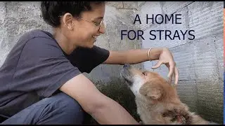 Home for the Strays : Manali Strays, Vet Hospital in Manali