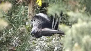 Long-Tailed Tits' nest: closing the hole in the top