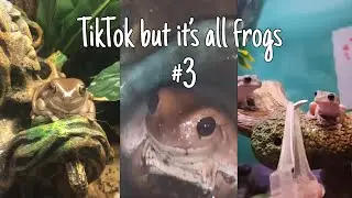 Tiktok but it’s all frogs #3