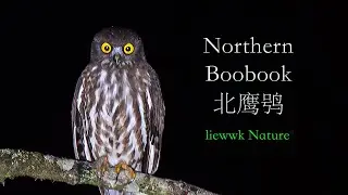 Northern Boobook, 北鹰鸮, 北鷹鴞, Ninox japonica, アオバズク, PUNGGUK BETEMAK UTARA