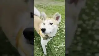 ❤Name: Lexy❤Gender: Girl❤Age: Est. 8 months old❤Breed: Shiba/Jindo cross❤Weight: 11kg(~23Lbs)