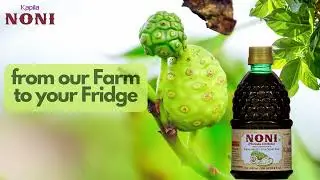 Noni Juice | Morinda Citrifoila | Best Noni Juice | Buy Noni Juice | Manufacturer | Kapila Noni