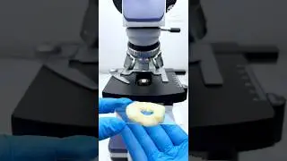 How amazing it looks when you see Kurkuri through a microscope#facts  #microscope