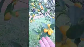 LARANJA KINKAN. VOC&Ecirc; SABE A ORIGEM #plantas #frutas