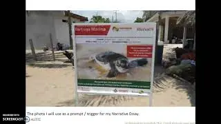 Narrative Essay: Turtle Sanctuary