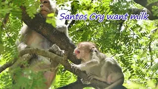 Poor baby monkey Santos Cry still Mom Sarah give milk to her.