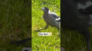 Australian Magpie Sound: A Captivating Aussie Icon | Mumma's Calling Gotta Run!!