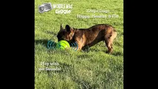 Wobble Wag Giggle Ball, Interactive Dog Toy, Fun Giggle Sounds When Rolled or Shaken, Pets Know Best