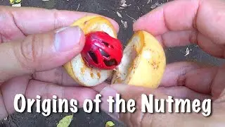 Origins of the Nutmeg  l  Sketching the Spice Islands