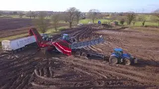 Carrot Harvest 2018 - Dewulf harvester New Holland T7's on cart