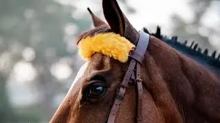 Horse Massage | Benefits of Horse 🐎 Massage | घोड़े की मालिश और फायदे | Horse riding horses #power 