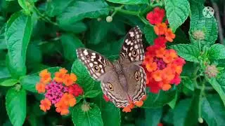 Meditation Relaxing Music |Music for Mtress Relief |Relaxing Music for Stress Relief