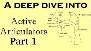 Active Articulation/ Articulates [Part 1]
