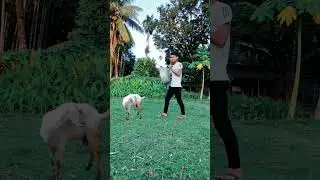 Goat🐐 to tiger🐅 funny vfx magic video |#shorts #youtube