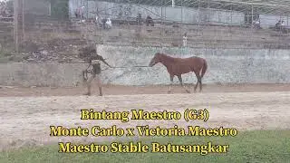 Kuda Pacu Mulai Berdatangan ke Kota Budaya Batusangkar,,H-10 Wirabraja Open Race 8-9 Februari 2026