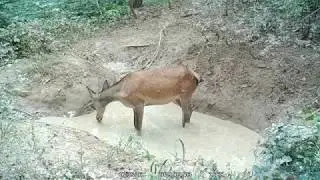 A dagonya látogatói